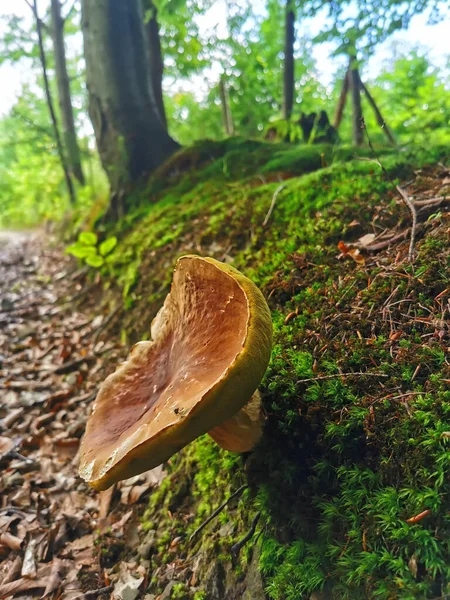 Eine Vertikale Nahaufnahme Von Wilden Pilzen Wald — Stockfoto