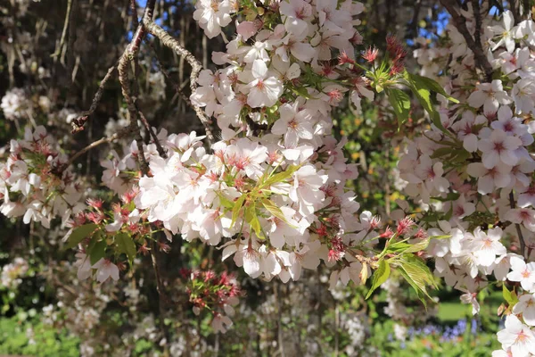 Low Angle Shot Cherry Blossom Tree Corbett Garden Bowral Southern — Foto de Stock