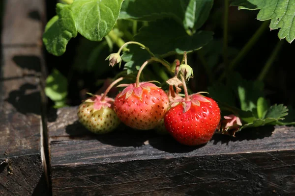 Een Close Shot Van Rode Aardbeien Groeien Onder Het Zonlicht — Stockfoto