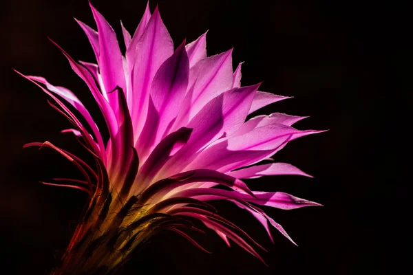 Szelektív Fókusz Felvétel Egy Rózsaszín Kaktuszvirágról Napfény Alatt — Stock Fotó
