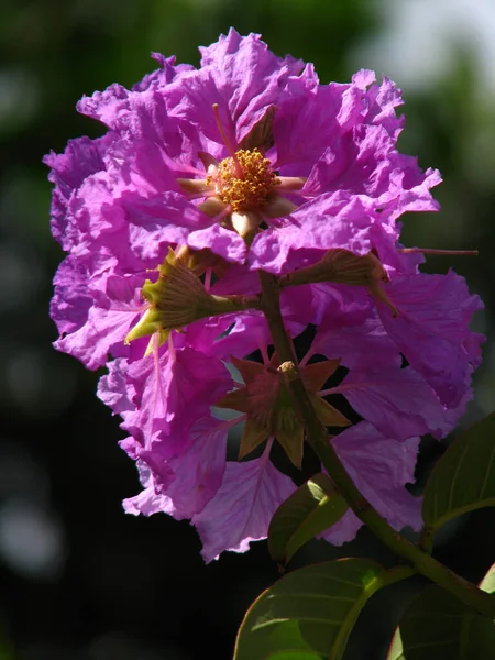 Primer Plano Gigante Crepe Mirto Reina Crepe Mirto Flor — Foto de Stock