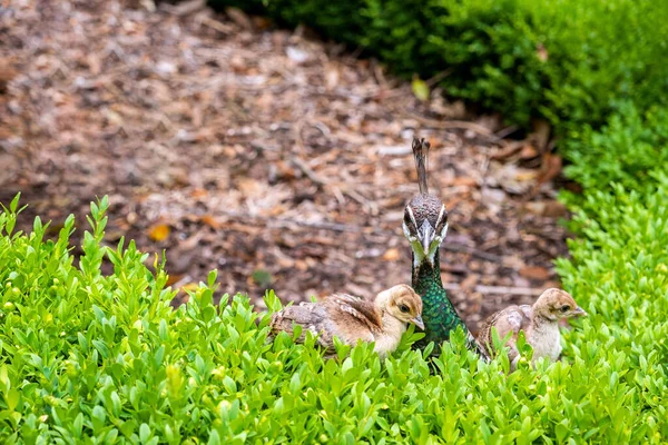 Oiseau Exotique Ses Poussins Près Herbe Verte — Photo