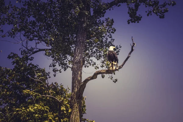 鹰在树枝上的低角射击 — 图库照片
