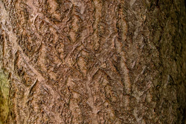 Ένα Κοντινό Πλάνο Ενός Κορμού Δέντρου Φόντο Υφή Ξύλου — Φωτογραφία Αρχείου