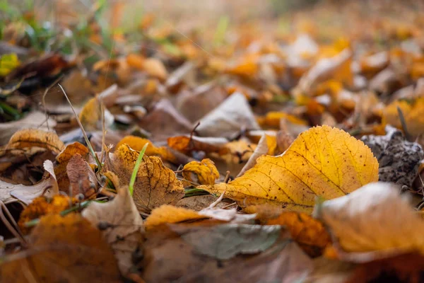 Detailní Záběr Zaschlého Listí — Stock fotografie