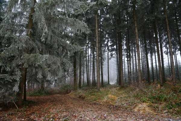 Bosque Día Nublado Invierno — Foto de Stock