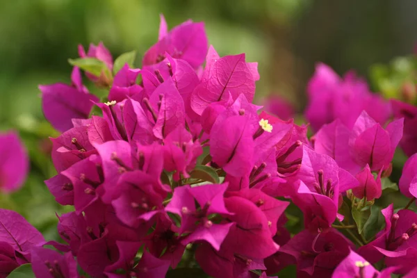 粉红花冠花的选择性聚焦拍摄 — 图库照片