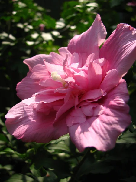 Gros Plan Une Hibiscus Syriacus Ardens Plante Double Floraison — Photo