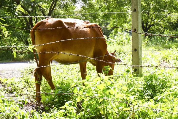 Крупним Планом Корова Під Сонячним Світлом — стокове фото