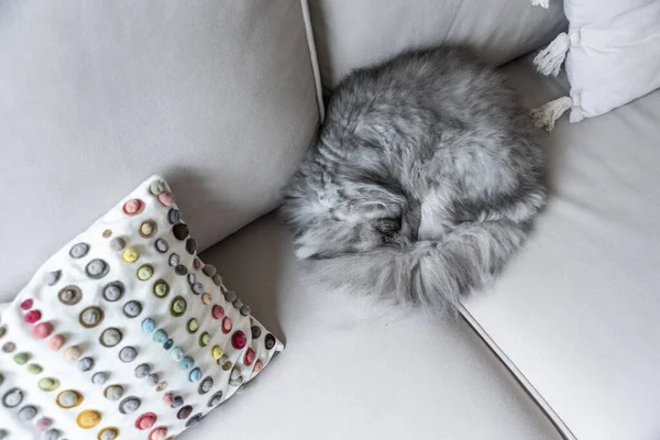 Uma Visão Superior Gato Cinza Fofo Enrolado Sofá — Fotografia de Stock
