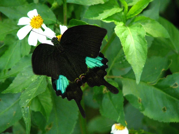 Паризький Павич Метелик Парусник Сидить Квітці — стокове фото