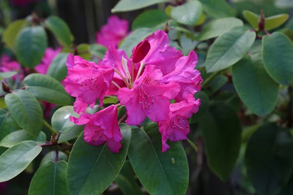 Gros Plan Belle Fleur Rhododendron Pourpre — Photo
