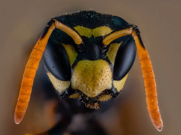 Amazing Macro Shot Insect — Stock fotografie