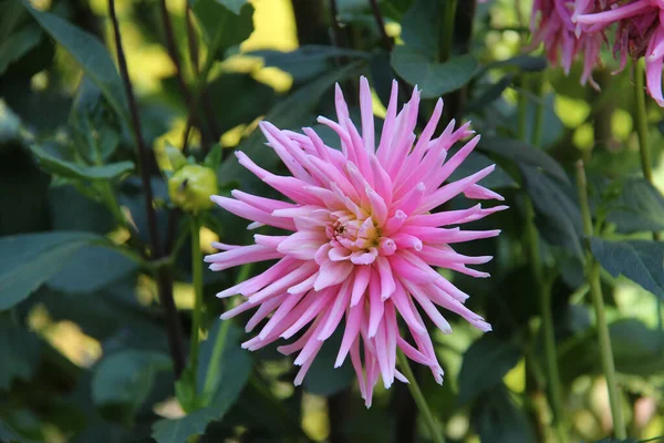 開花するピンクのダリアの花のクローズアップショット — ストック写真