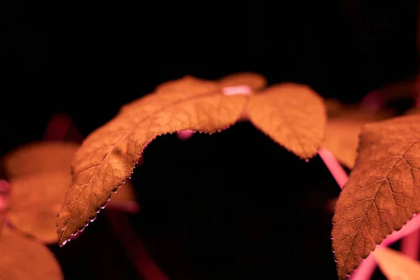 Sebuah Gambar Closeup Daun Oranye Pada Latar Belakang Gelap — Stok Foto