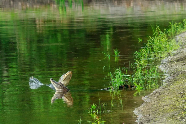 Twee Alligators Daagden Elkaar Uit Een Retentieplas — Stockfoto