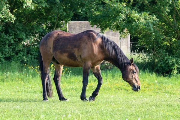 Beau Cheval Brun Pâturant Herbe Dans Champ — Photo