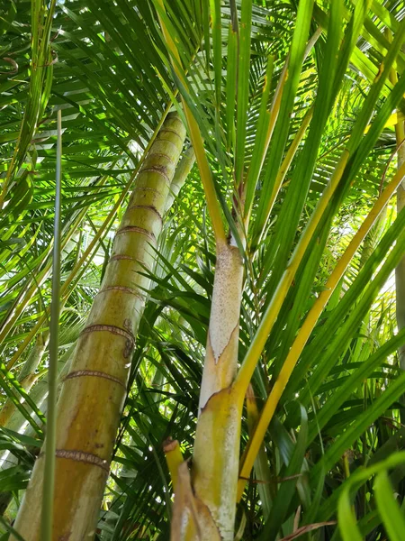 熱帯雨林で育った枝のある竹の木の垂直方向の低角度ショット — ストック写真