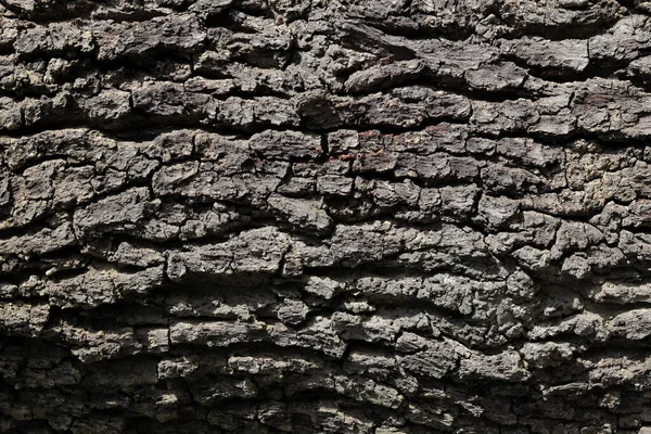 Uma Textura Tronco Árvore Para Fundos — Fotografia de Stock