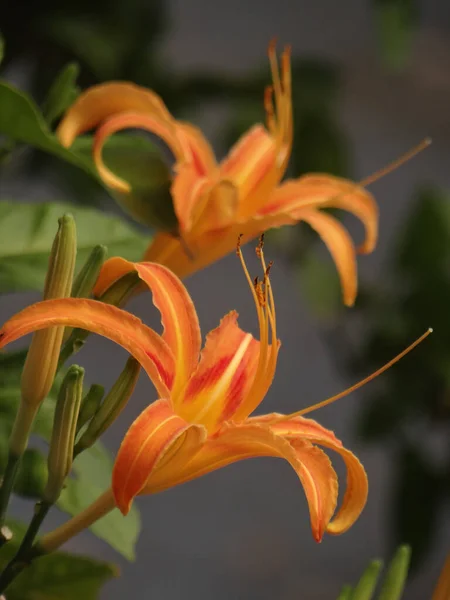 Vertical Closeup Shot Blooming Orange Daylily Flowers — Stock Photo, Image