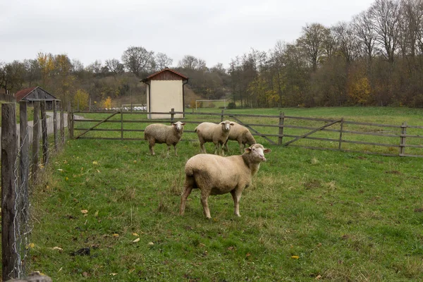 Een Close Shot Van Schapen Een Weide — Stockfoto