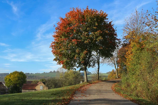 Sendero Que Conduce Través Hermoso Bosque Otoño —  Fotos de Stock