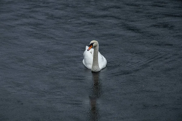 Primer Plano Cisne Mudo Solitario Nadando Estanque —  Fotos de Stock