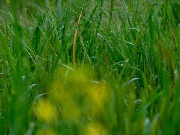 Mise Point Sélective Gouttes Rosée Sur Herbe — Photo