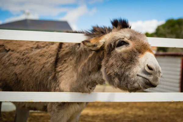 Primer Plano Burro Marrón — Foto de Stock