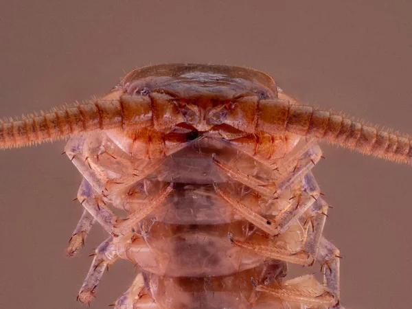 배경에 곤충의 매크로 — 스톡 사진