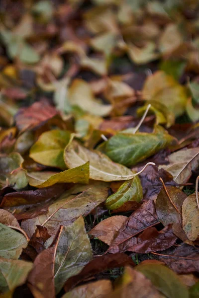 가을에 나뭇잎을 수직으로 배경이 흐릿하게 — 스톡 사진