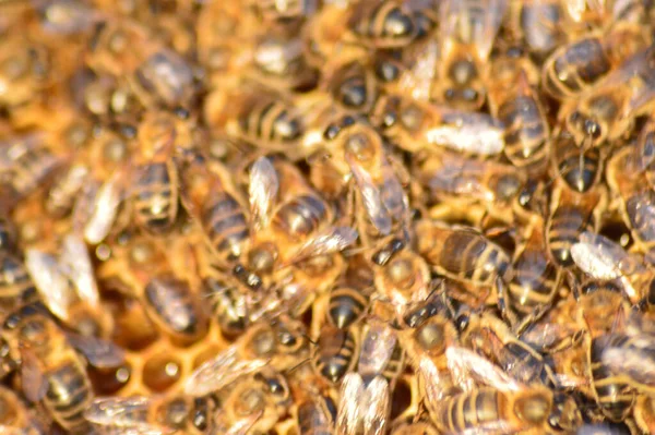 Fekete Méhek Közelsége Méhkasban Nappal — Stock Fotó