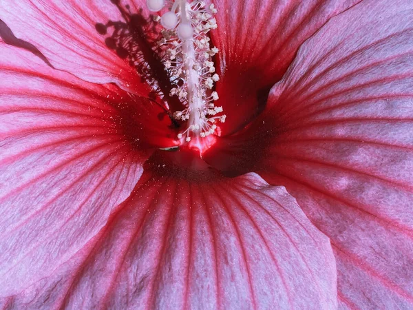 ピンクの花の中の花粉のクローズアップ — ストック写真