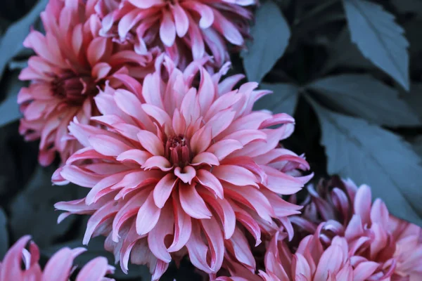 Bahçedeki Güzel Yıldız Çiçeğinin Seçici Odak Noktası — Stok fotoğraf