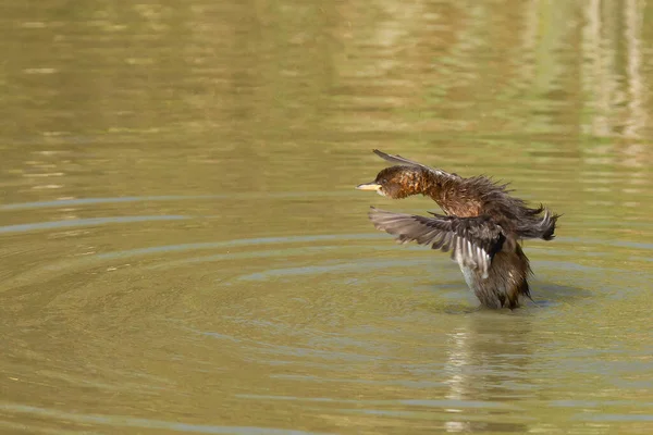 Primo Piano Grebe Nell Acqua — Foto Stock