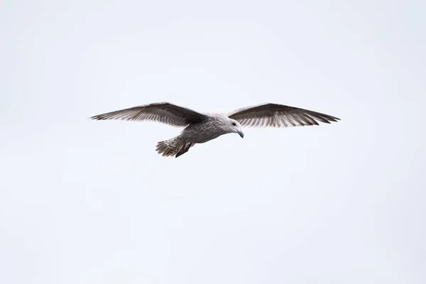 Beyaz Gökyüzüne Doğru Uçan Güzel Bir Genç Olan Büyük Siyah — Stok fotoğraf