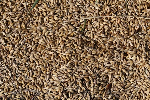 道路に散在する大麦の粒の高角度ショット — ストック写真
