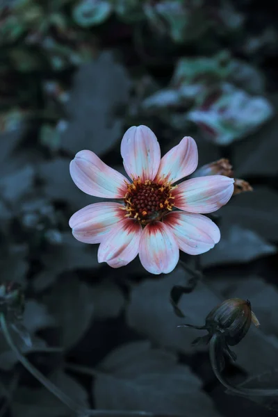 Eine Selektive Fokusaufnahme Von Einblütigen Dahlienblüten Einem Garten — Stockfoto