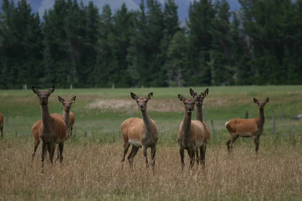 Cerf Brun Dans Champ Herbe Nouvelle Zélande — Photo