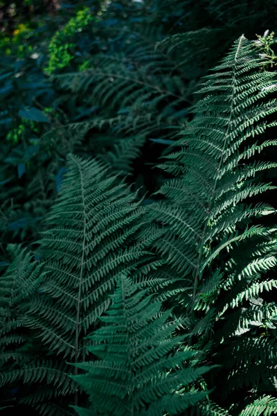 Primer Plano Del Follaje Planta Del Helecho Sobre Fondo Verde —  Fotos de Stock