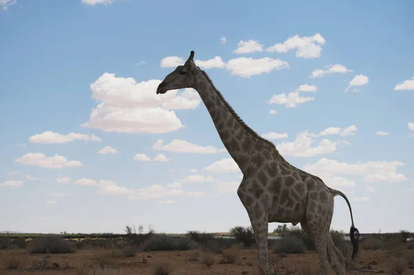 Портрет Длинношейного Жирафа Дикой Природе Облачным Небом Позади — стоковое фото