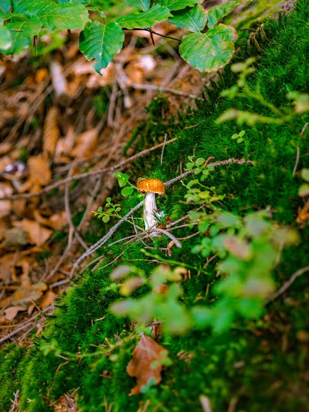 Gros Plan Champignons Sauvages Dans Forêt — Photo