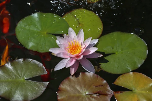 Closeup Shot Lotus Flower Sunlight — Stock Photo, Image