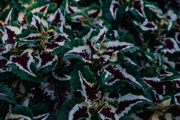 Uma Planta Colorida Coleus Jardim — Fotografia de Stock