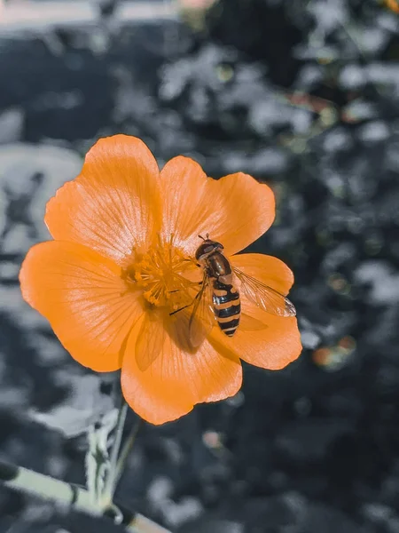太陽の下で黄色の花に蜂の選択的な焦点ショット — ストック写真