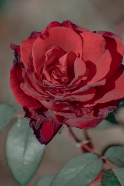 Μια Επιλεκτική Φωτογραφία Του Κόκκινου Τριαντάφυλλου Στον Κήπο — Φωτογραφία Αρχείου