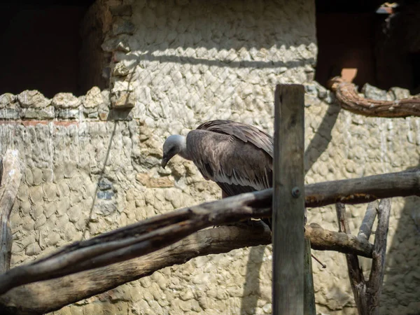 Gray Vulture Perching Plank Wood — Stock Photo, Image