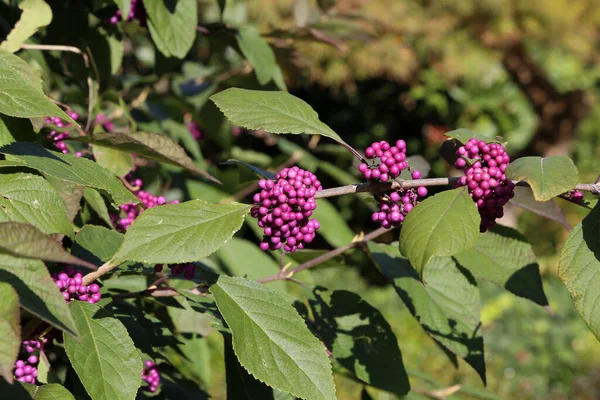 Een Close Van Bodinier Beautyberries Onder Het Zonlicht — Stockfoto