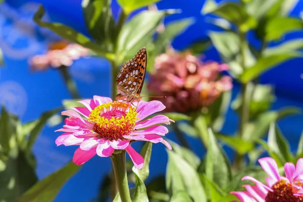 Pembe Bir Çiçekte Güzel Bir Kelebeğin Yakın Çekimi — Stok fotoğraf