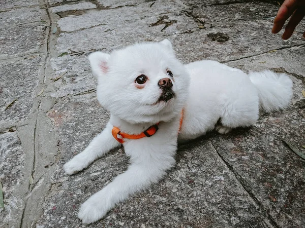 Tiro Perto Spitz Japonês — Fotografia de Stock